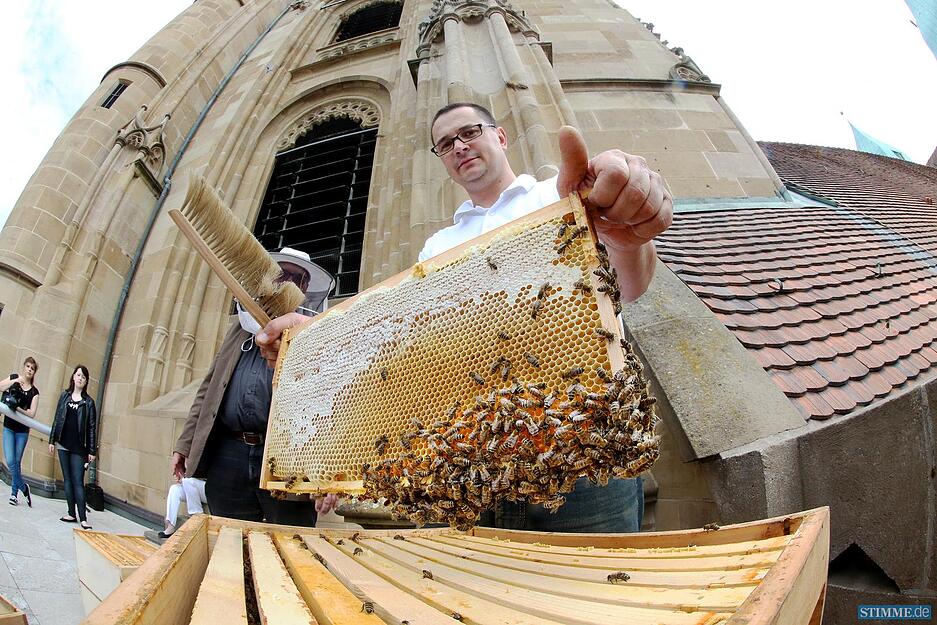 Honig auf der Kilianskirche Honig auf der Kilianskirche
