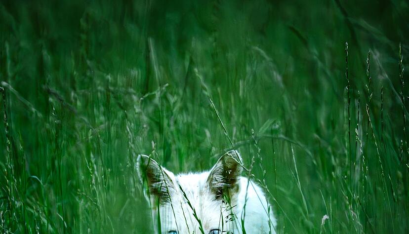 Bei Albinismus w&auml;ren die Augen des jungen Fuchses rot - sie sind aber leuchtend blau.
