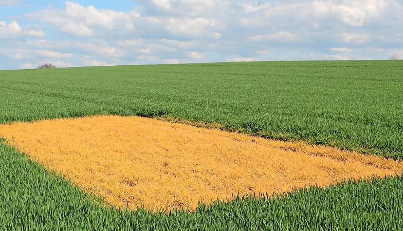 Mit Glyphosat: Dieses Lerchenfenster n&ouml;rdlich von &Ouml;hringen hat ein Bauer mithilfe eines Spritzmittels angelegt. Die Ma&szlig;nahme soll die Artenvielfalt f&ouml;rdern. Fotos: Juliane Renk
