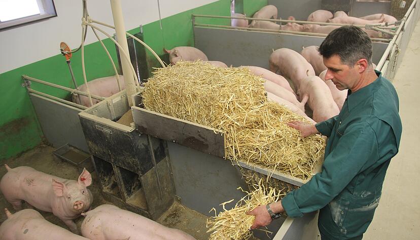 Heute gibt"s das Stroh mal aus den Händen Volker Baumanns − doch die Schweine im Goggenbacher "Tierwohl-Stall" können sich auch jederzeit selbst bedienen.
Fotos: privat Heute gibt"s das Stroh mal aus den Händen Volker Baumanns − doch die Schweine im Goggenbacher "Tierwohl-Stall" können sich auch jederzeit selbst bedienen.
Fotos: privat