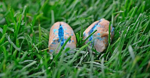 Zwei Hunde sind bei Bretzfeld durch Giftk&ouml;der gestorben. (Symbolbild)