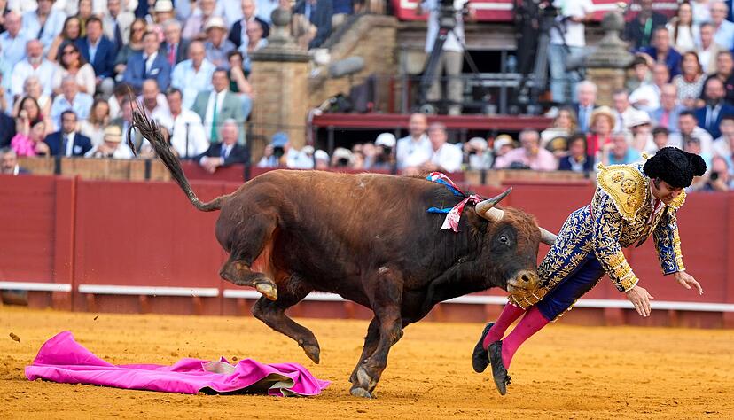 Der mehr als 500 Kilogramm schwere Bulle Clandestino spie&szlig;te den Star-Torero von hinten auf.