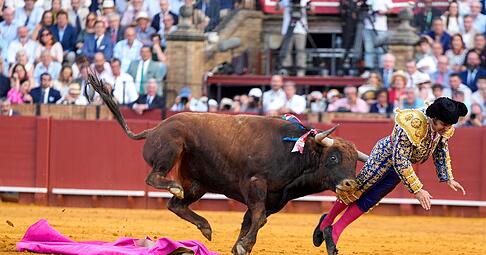 Der mehr als 500 Kilogramm schwere Bulle Clandestino spie&szlig;te den Star-Torero von hinten auf.