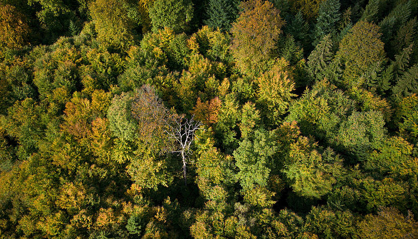 Von oben betrachtet lichten sich die deutschen Wälder. Die abnehmende Kronendichte weist auf sterbende Bäume hin, vor allem Nadelbäume sind betroffen. Von oben betrachtet lichten sich die deutschen Wälder. Die abnehmende Kronendichte weist auf sterbende Bäume hin, vor allem Nadelbäume sind betroffen.