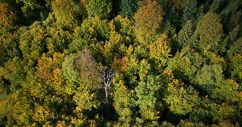 Von oben betrachtet lichten sich die deutschen Wälder. Die abnehmende Kronendichte weist auf sterbende Bäume hin, vor allem Nadelbäume sind betroffen. Von oben betrachtet lichten sich die deutschen Wälder. Die abnehmende Kronendichte weist auf sterbende Bäume hin, vor allem Nadelbäume sind betroffen.