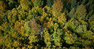 Von oben betrachtet lichten sich die deutschen Wälder. Die abnehmende Kronendichte weist auf sterbende Bäume hin, vor allem Nadelbäume sind betroffen.