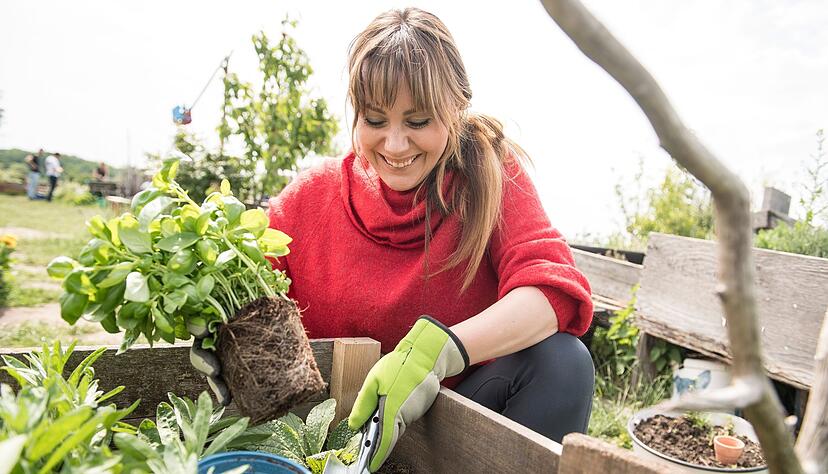 Rückenschmerzen bei der Gartenarbeit lassen sich gut vermeiden, wenn man zwischen verschiedenen Tätigkeiten wechselt und sich nicht zu lange bückt. Rückenschmerzen bei der Gartenarbeit lassen sich gut vermeiden, wenn man zwischen verschiedenen Tätigkeiten wechselt und sich nicht zu lange bückt.