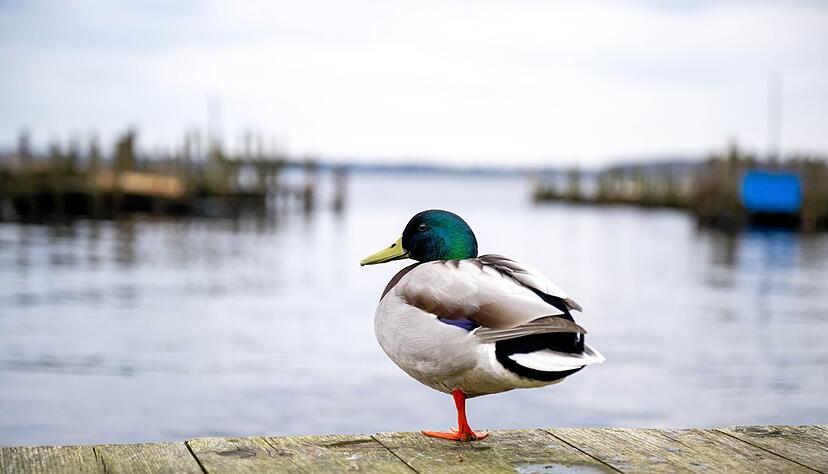 Eine Ente ist auf einem See in Braunschweig festgefroren. (Symbolbild) Eine Ente ist auf einem See in Braunschweig festgefroren. (Symbolbild)