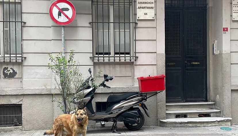 Echte Stra&szlig;enhunde k&ouml;nnen &laquo;unfassbar frustriert und ungl&uuml;cklich&raquo; sein, wenn sie pl&ouml;tzlich als Wohnungshunde in Deutschland leben sollen. (Archivbild)