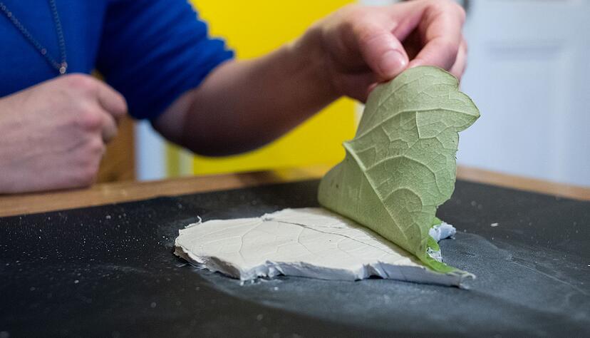 Das Blatt vorsichtig entfernen.
