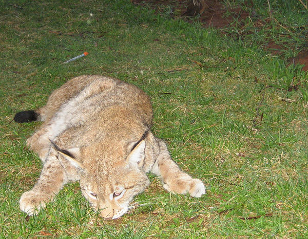 Das narkotisierte Tier in den Weinbergen Das narkotisierte Tier in den Weinbergen