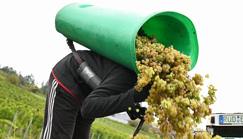 In Rheinhessen sind nach Sch&auml;tzung des Deutschen Weininstituts 23 Prozent weniger Hektorliter Weinmost als im Durchschnitt geerntet worden. (Archivbild)