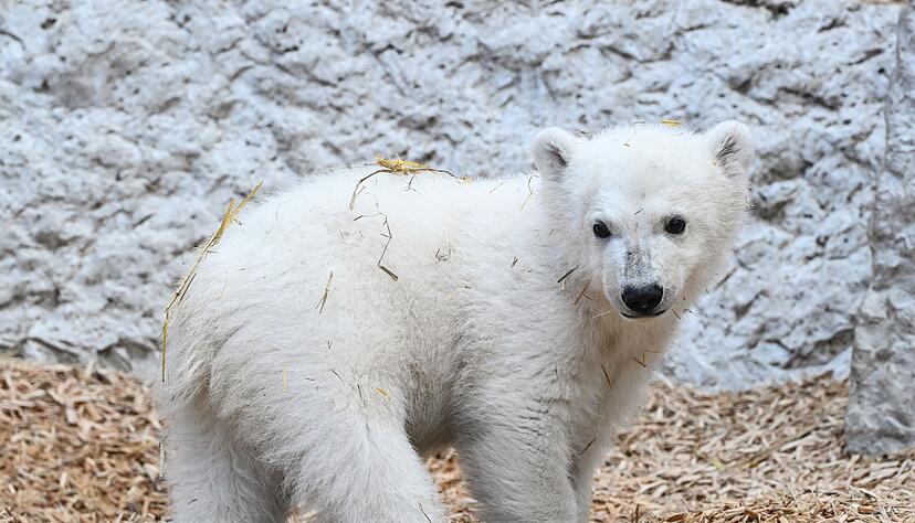 Der kleine Eisb&auml;r d&uuml;rfte ab Mittwoch zum Publikumsmagneten im Karlsruher Zoo werden. (Archivbild)