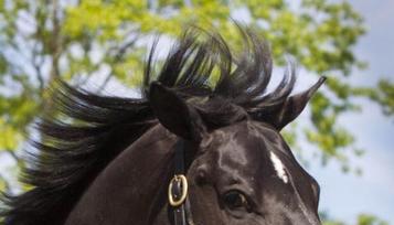 Totilas steht nach seiner Ankunft in Kronberg mit Matthias Rath vor den Boxen. Totilas steht nach seiner Ankunft in Kronberg mit Matthias Rath vor den Boxen.