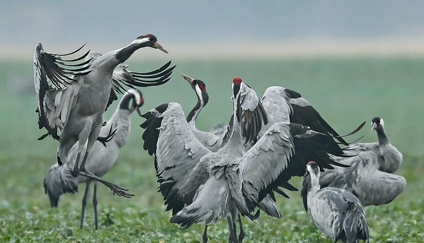 Spr&uuml;nge, aufgeregtes Fl&uuml;gelschlagen und in die Luft geworfene Steine: Der Balztanz der Kraniche ist ein imposantes Schauspiel. (Archivbild)