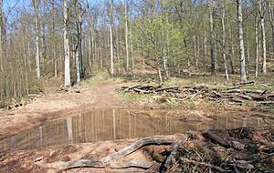 Eines der vielen Biotope im Staatswald des Forstreviers Wildeck. D&uuml;rre B&auml;ume wurden entfernt, der Boden ausgebaggert, ein kleiner Wall errichtet und drumherum morsches Ge&auml;st als Lebensraum verteilt.