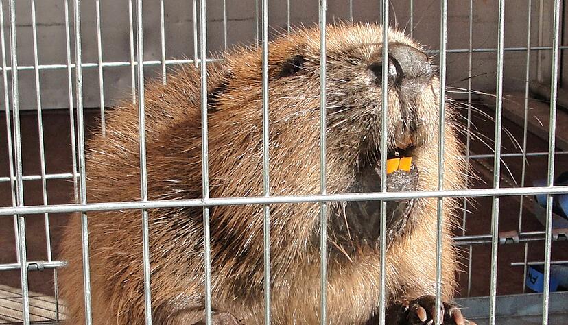 Dieser Biber wurde 2012 von der Berufsfeuerwehr Heilbronn "aufgegriffen". Foto: Wolf-Dieter Riexinger