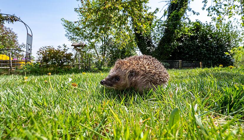 Nach dem Winterschlaf macht sich der Igel auf die Suche nach seiner Leibspeise: Insekten.