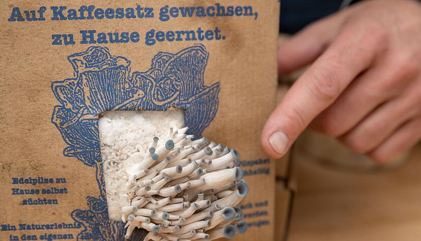 Austernpilze kann man beispielsweise auch auf dem Balkon mithilfe eines Pilzzuchtsets aufziehen.
