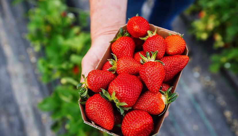 Erdbeeranbauer Ell verkauft seine Erdbeeren auch über den Discounter Aldi-Süd. (Archivbild) Erdbeeranbauer Ell verkauft seine Erdbeeren auch über den Discounter Aldi-Süd. (Archivbild)
