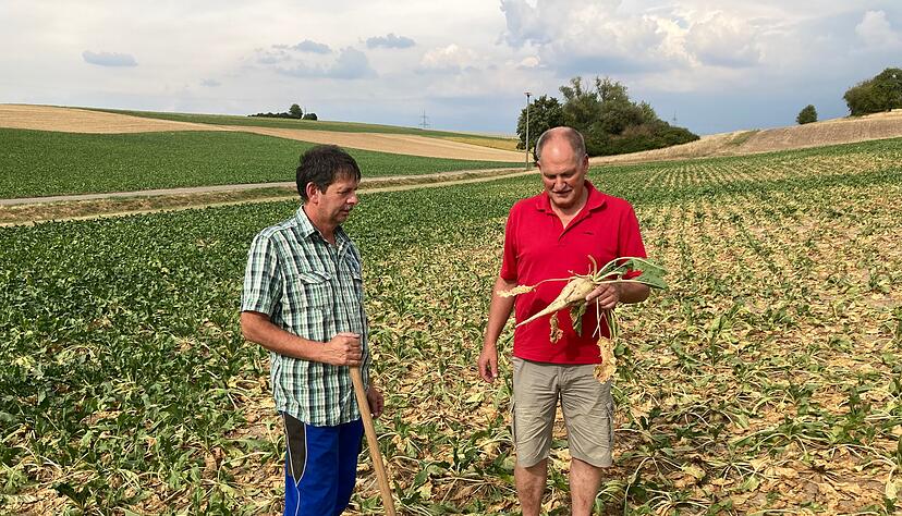 Magere Ausbeute: Die Landwirte Rolf Wagner (links) und Reinhard Keller auf einem Acker bei Eppingen. Normalerweise müssten die Rüben jetzt dreimal so dick sein.
Foto: Jörg Kühl