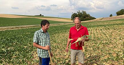 Magere Ausbeute: Die Landwirte Rolf Wagner (links) und Reinhard Keller auf einem Acker bei Eppingen. Normalerweise müssten die Rüben jetzt dreimal so dick sein.
Foto: Jörg Kühl