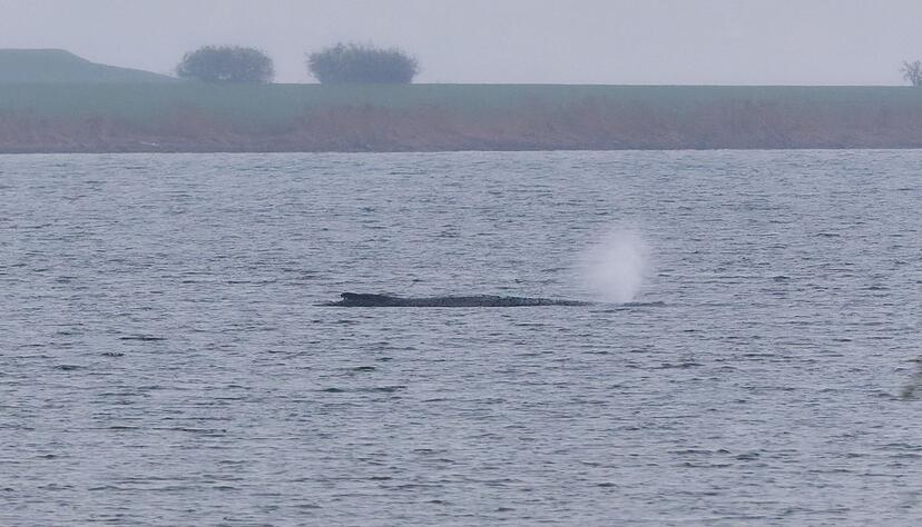 Der Zustand des gestrandeten Wals vor der Insel Poel ist unver&auml;ndert. (Archivbild)