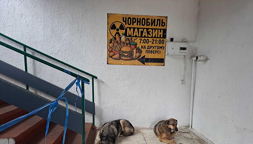 Bis heute gibt es in Tschernobyl eine Population von Stra&szlig;enhunden.