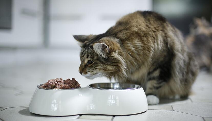 Weniger Kohlenhydrate, mehr Protein: Katzenbesitzer sollten beim Futterkauf die Inhaltsstoffe genau anschauen.