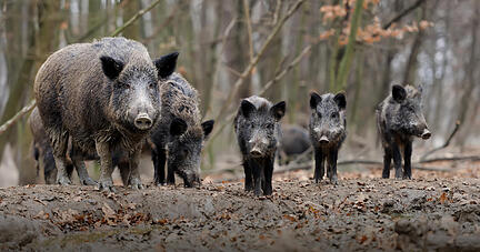 Auch eine Bache mit Jungtieren wird nicht automatisch aggressiv, solange man den Frischlingen nicht allzu nahe kommt.
Foto: Archiv