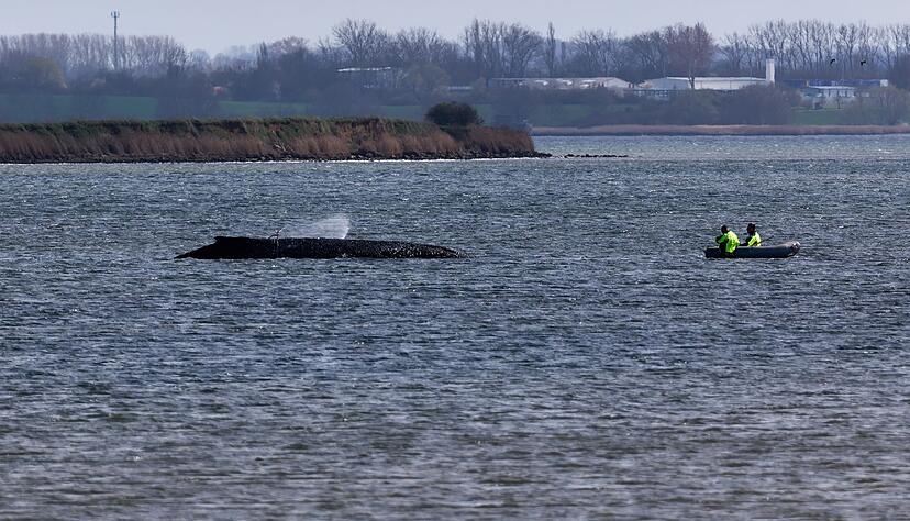 Einsatzkr&auml;fte der Feuerwehr benetzen den R&uuml;cken des Wals, der aus dem Wasser ragt.