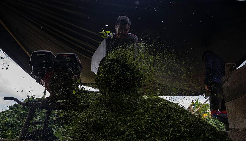 Kolumbien ist der gr&ouml;&szlig;te Kokainproduzent der Welt. (Archivbild)