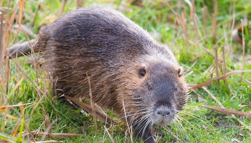 Nutrias verfügen im Gegensatz zum Biber über einen runden Schwanz. Charakteristisches Merkmal sind die orange-roten Vorderzähne. Nutrias verfügen im Gegensatz zum Biber über einen runden Schwanz. Charakteristisches Merkmal sind die orange-roten Vorderzähne.