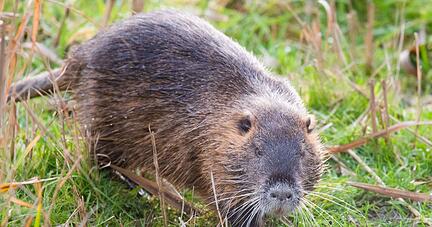 Nutrias haben sich nach Angaben des Deutschen Jagdverbandes stark ausgebreitet. (Archivbild) Nutrias haben sich nach Angaben des Deutschen Jagdverbandes stark ausgebreitet. (Archivbild)