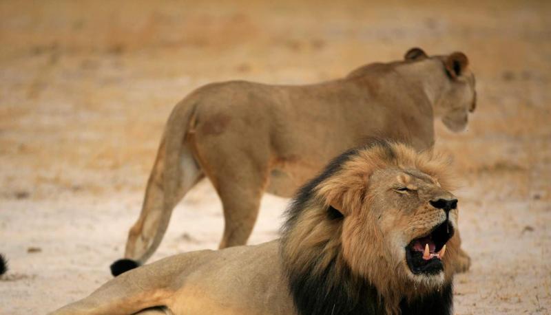 Ein US-Zahnarzt soll den bekannten 13 Jahre alten Löwen namens Cecil in Simbabwe getötet haben. Foto: Zimbabwe Parks And Wildlife Ein US-Zahnarzt soll den bekannten 13 Jahre alten Löwen namens Cecil in Simbabwe getötet haben. Foto: Zimbabwe Parks And Wildlife