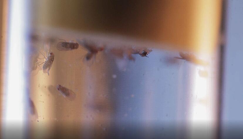 Taufliegen in einem Labor