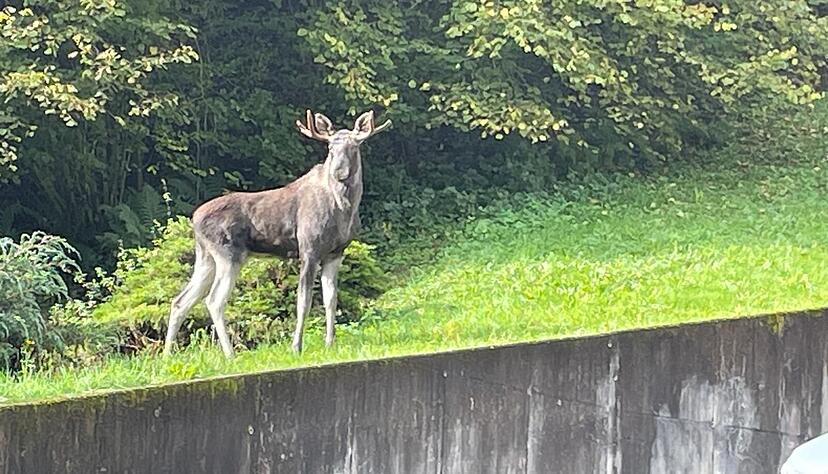 Dieses undatierte vom Landratsamt Ortenaukreis zur Verfügung gestellte Foto zeigt einen Elch unbekannter Herkunft, der in den vergangenen Tagen im Schwarzwald gesichtet worden ist. Dieses undatierte vom Landratsamt Ortenaukreis zur Verfügung gestellte Foto zeigt einen Elch unbekannter Herkunft, der in den vergangenen Tagen im Schwarzwald gesichtet worden ist.