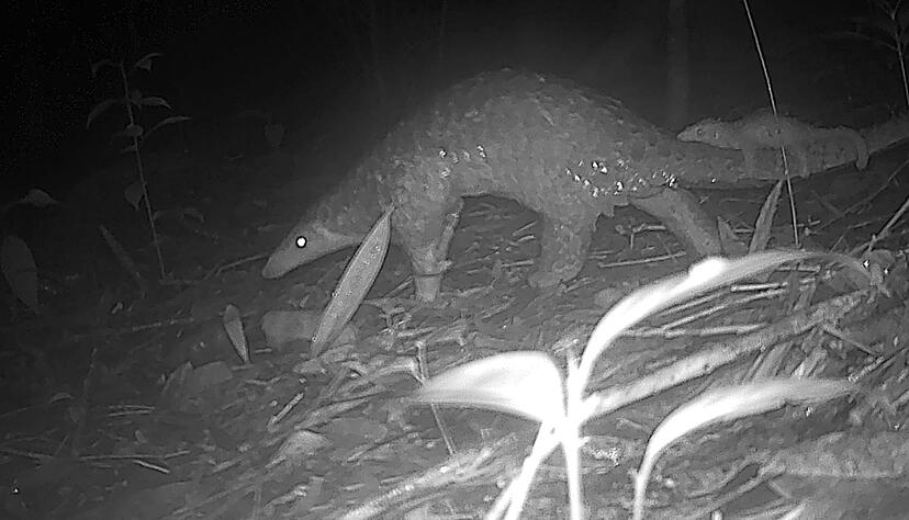 Sunda-Schuppentiere sind vor allem wegen Wilderei und Lebensraumverlust vom Aussterben bedroht.