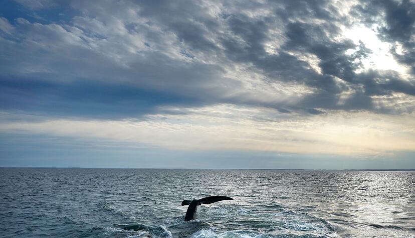 Erstmals gibt es ein UN-Abkommen zum Schutz der Hochsee. (Archivbild)