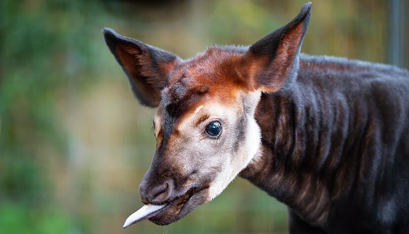 Mit dem Okapi-Kabl Makasi hat die Stuttgarter Wilhelma Nachwuchs einer gef&auml;hrdeten Art.