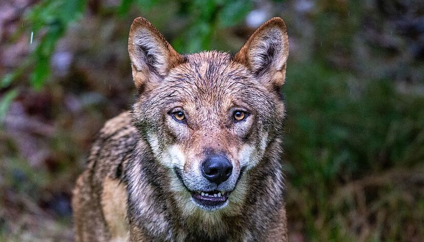 Ein zum Abschuss freigegebener Problemwolf hat in den Niederlanden nach Überzeugung der Behörden ein Kind angegriffen und weggeschleift (Symbolbild). Ein zum Abschuss freigegebener Problemwolf hat in den Niederlanden nach Überzeugung der Behörden ein Kind angegriffen und weggeschleift (Symbolbild).