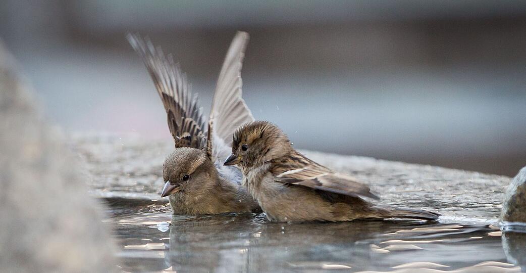 Wenn im Winter nat&uuml;rliche Wasserstellen zufrieren, sind Spatzen und andere V&ouml;gel auf Hilfe angewiesen.