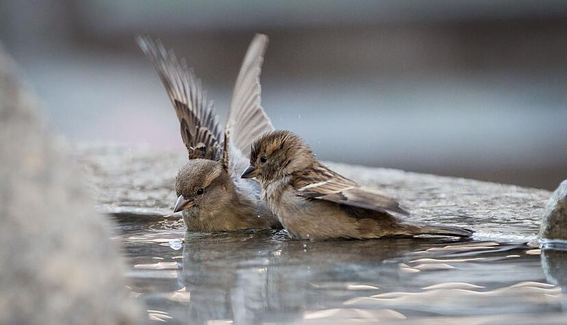 Wenn im Winter nat&uuml;rliche Wasserstellen zufrieren, sind Spatzen und andere V&ouml;gel auf Hilfe angewiesen.