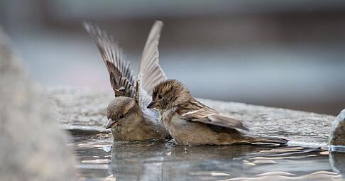 Wenn im Winter nat&uuml;rliche Wasserstellen zufrieren, sind Spatzen und andere V&ouml;gel auf Hilfe angewiesen.