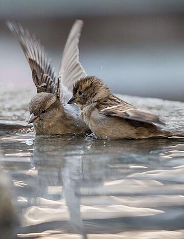 Wenn im Winter nat&uuml;rliche Wasserstellen zufrieren, sind Spatzen und andere V&ouml;gel auf Hilfe angewiesen.