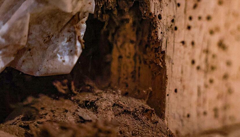 Löcher über Löcher: Sehen Balken erst mal so aus, ist Hilfe von Fachleuten gefragt. Löcher über Löcher: Sehen Balken erst mal so aus, ist Hilfe von Fachleuten gefragt.