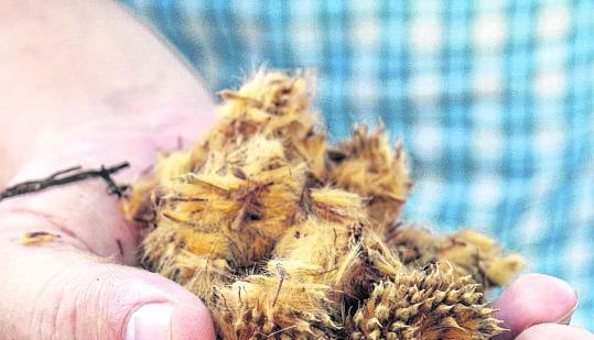 Die Samen aus diesen Kugeln dringen durch kleinste Ritzen in die H&auml;user.