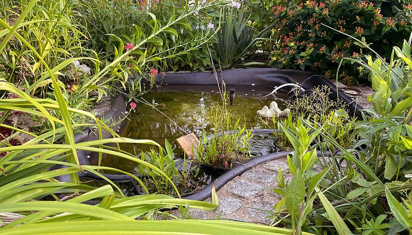 Wo Wasser ist, ist Leben: Der Gartenteich zieht Fr&ouml;sche und viele andere Tiere an.