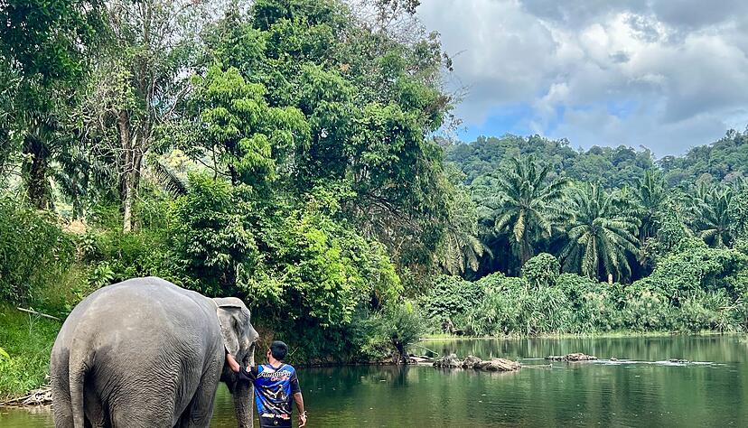In den Zentren leben die Elefanten mit ihren Führern. Tierschützer beklagen, dass die Touristen die Tiere stressen. (Archivbild) In den Zentren leben die Elefanten mit ihren Führern. Tierschützer beklagen, dass die Touristen die Tiere stressen. (Archivbild)