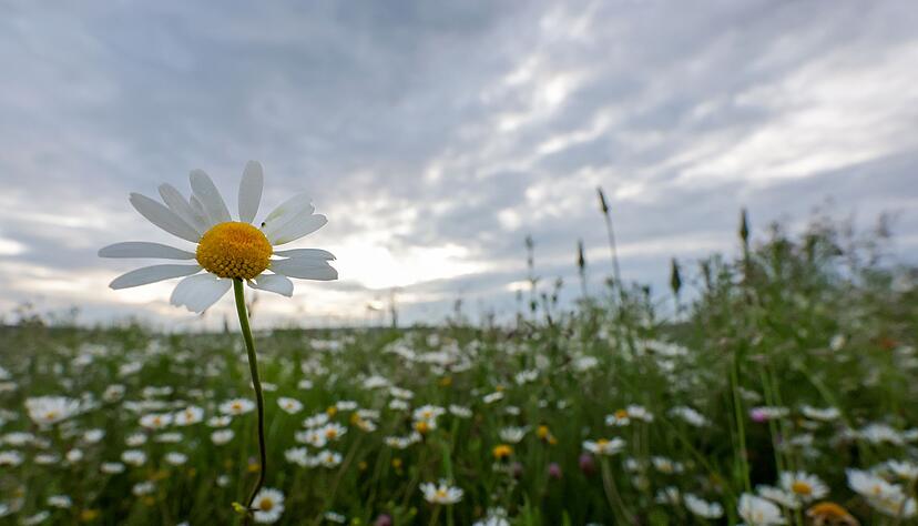 Die Woche in Baden-W&uuml;rttemberg beginnt grau und vereinzelt mit Schauern, sagt der Deutsche Wetterdienst. (Archivbild)